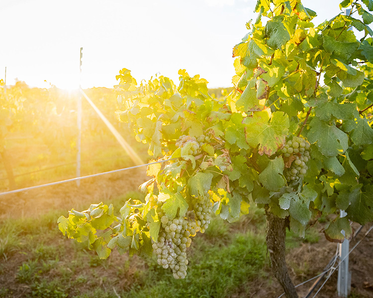 Semillon grapes