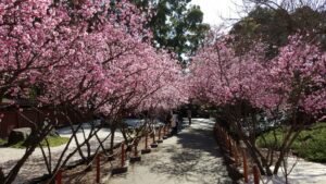 Cherry blossom trees in bloom at Auburn Botanic Gardens