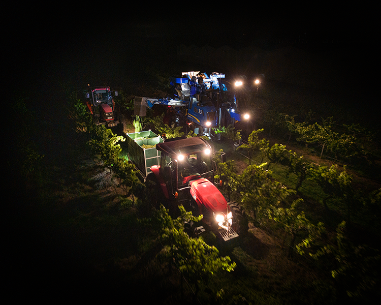 Machine harvesters working in the moonlight during vintage