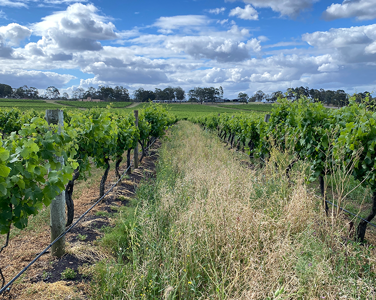 Vineyards at Scarborough Wine Co on a sunny day
