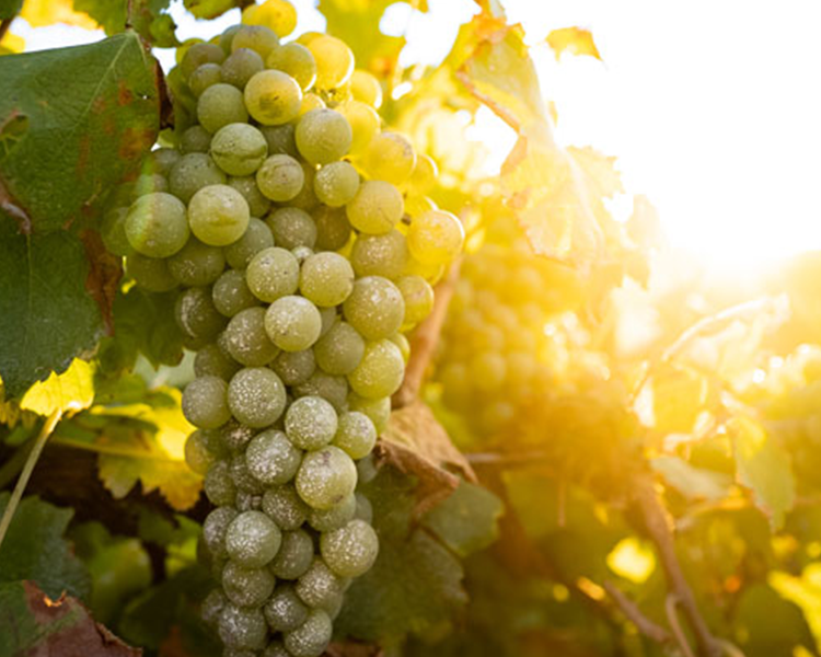 Close up of sunscreen on grapes