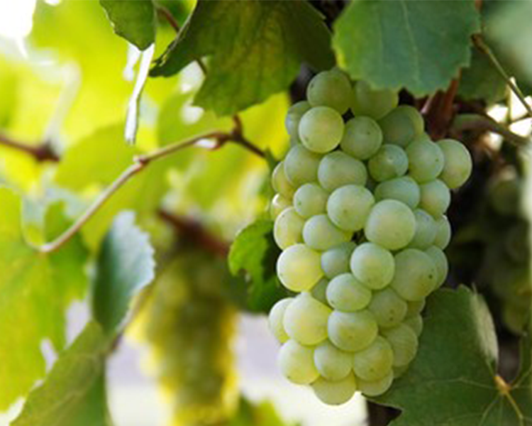 Close up of Chardonnay grapes