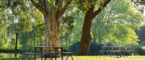Picnic tables under trees at park