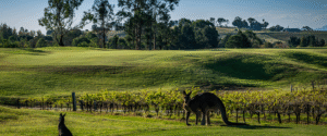 Kangaroos on the golf course, Cypress Lakes