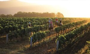 Horses being ridden through the vineyard