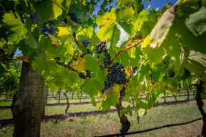 Close up of vines