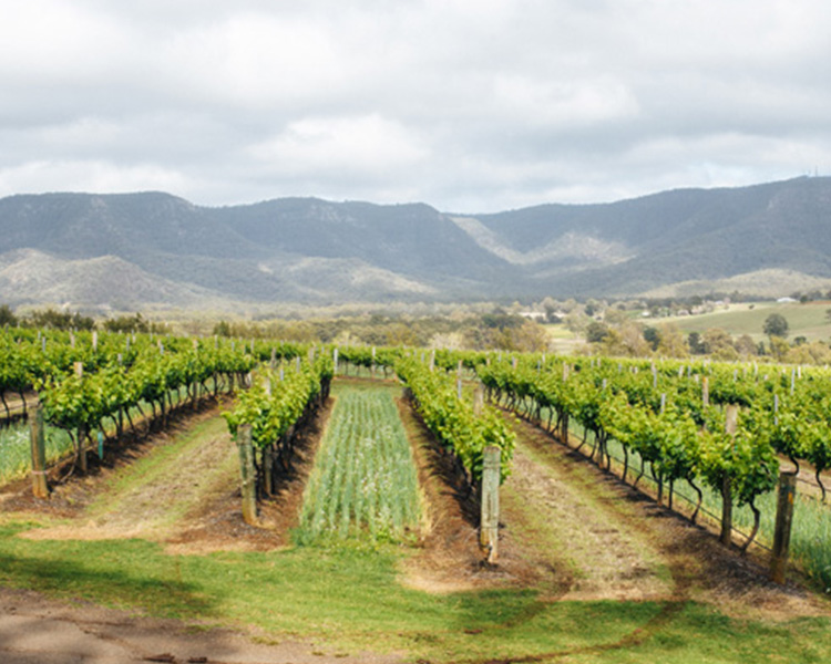 Scarborough Vineyards