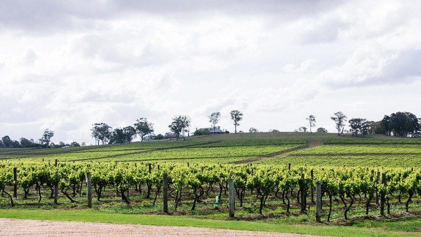 Herimtage Road Vineyard
