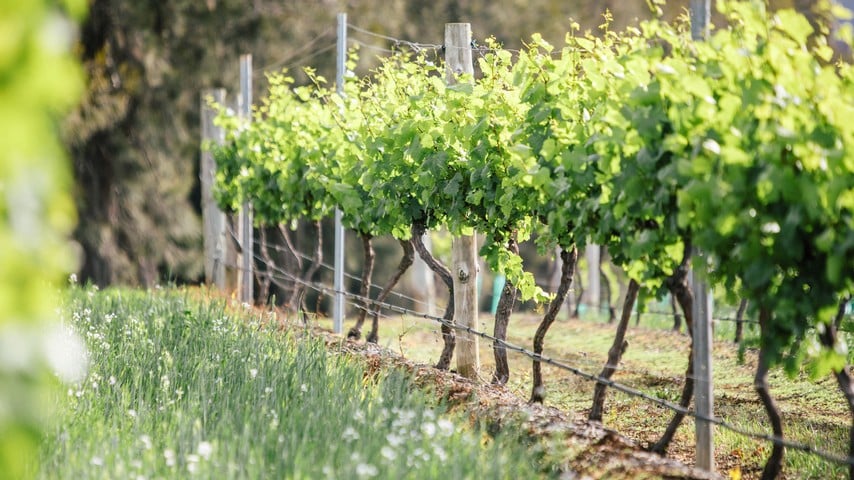 Ogilvie's View Vineyard